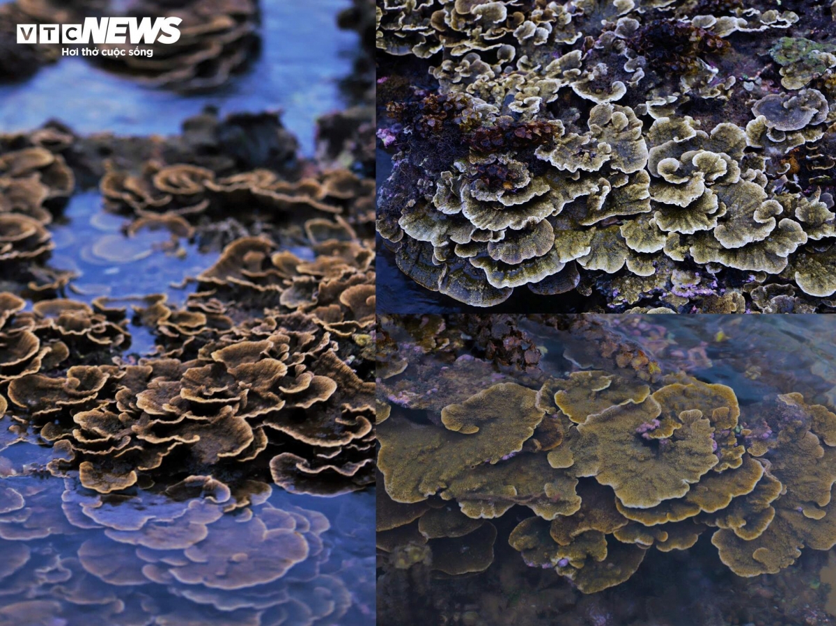 discovering coral wonders during low tides along vietnam s central coast picture 12