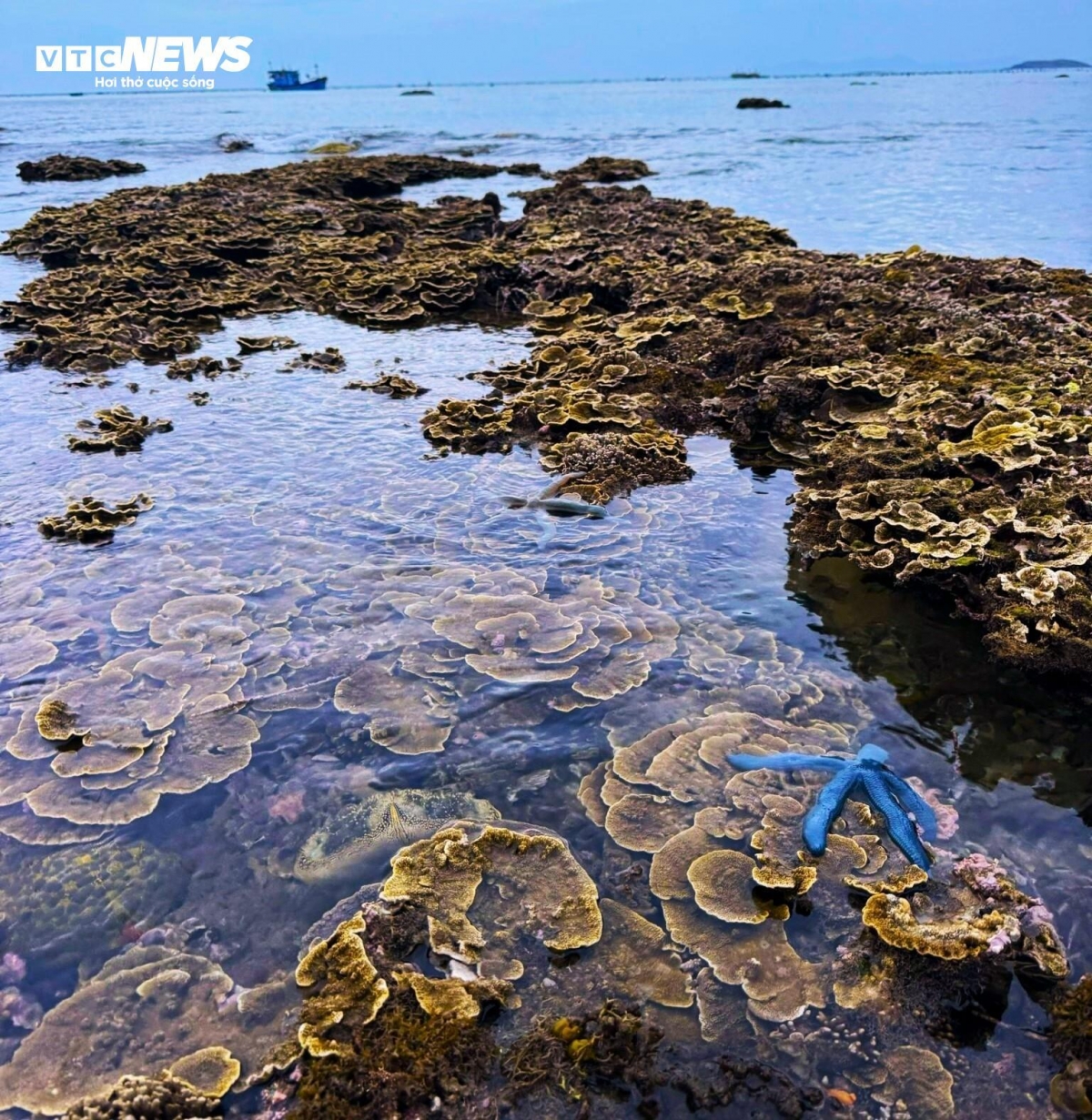 discovering coral wonders during low tides along vietnam s central coast picture 13