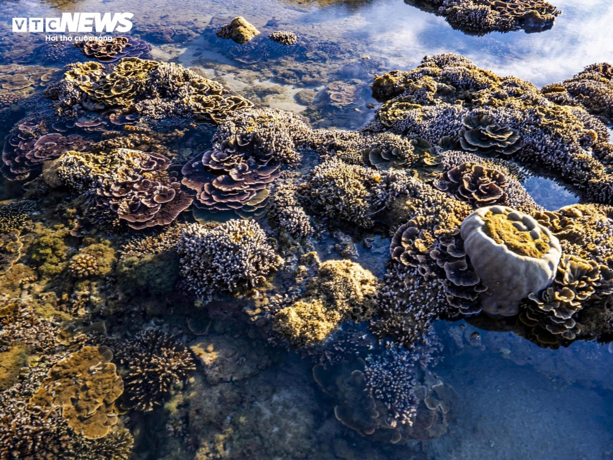 discovering coral wonders during low tides along vietnam s central coast picture 3 discovering coral wonders during low tides along vietnam s central coast picture 3