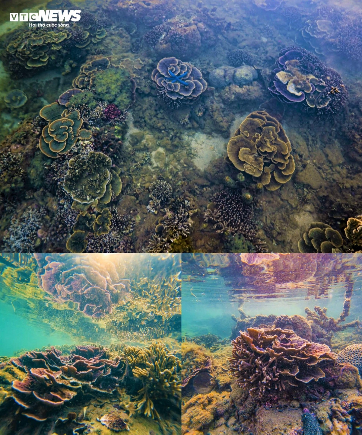 discovering coral wonders during low tides along vietnam s central coast picture 5 discovering coral wonders during low tides along vietnam s central coast picture 5