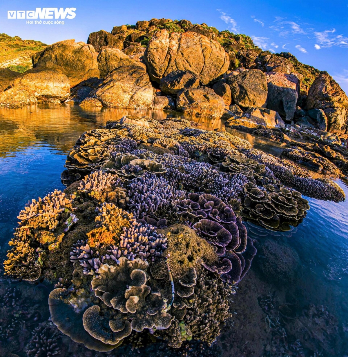 discovering coral wonders during low tides along vietnam s central coast picture 6 discovering coral wonders during low tides along vietnam s central coast picture 6
