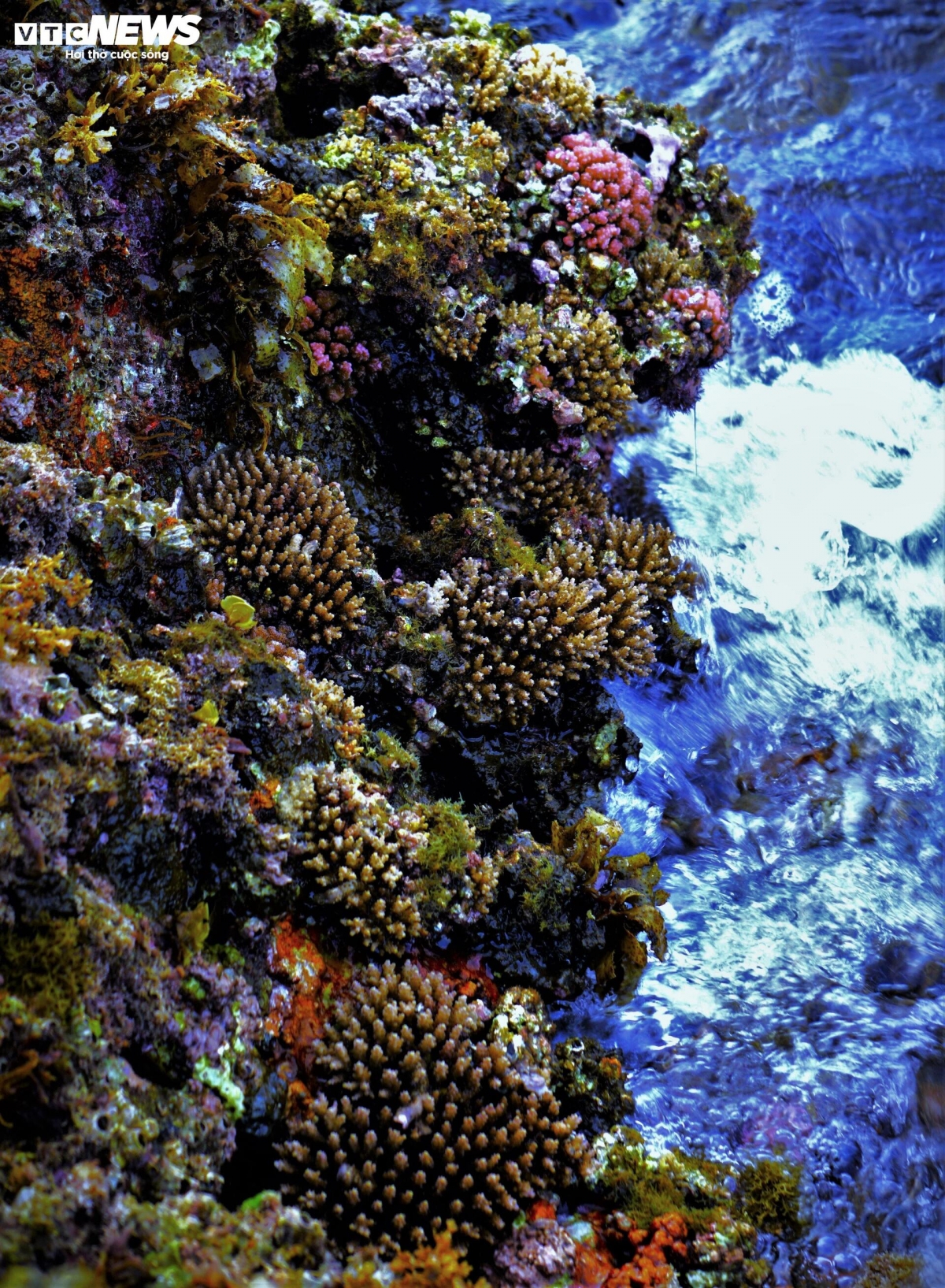 discovering coral wonders during low tides along vietnam s central coast picture 7 discovering coral wonders during low tides along vietnam s central coast picture 7
