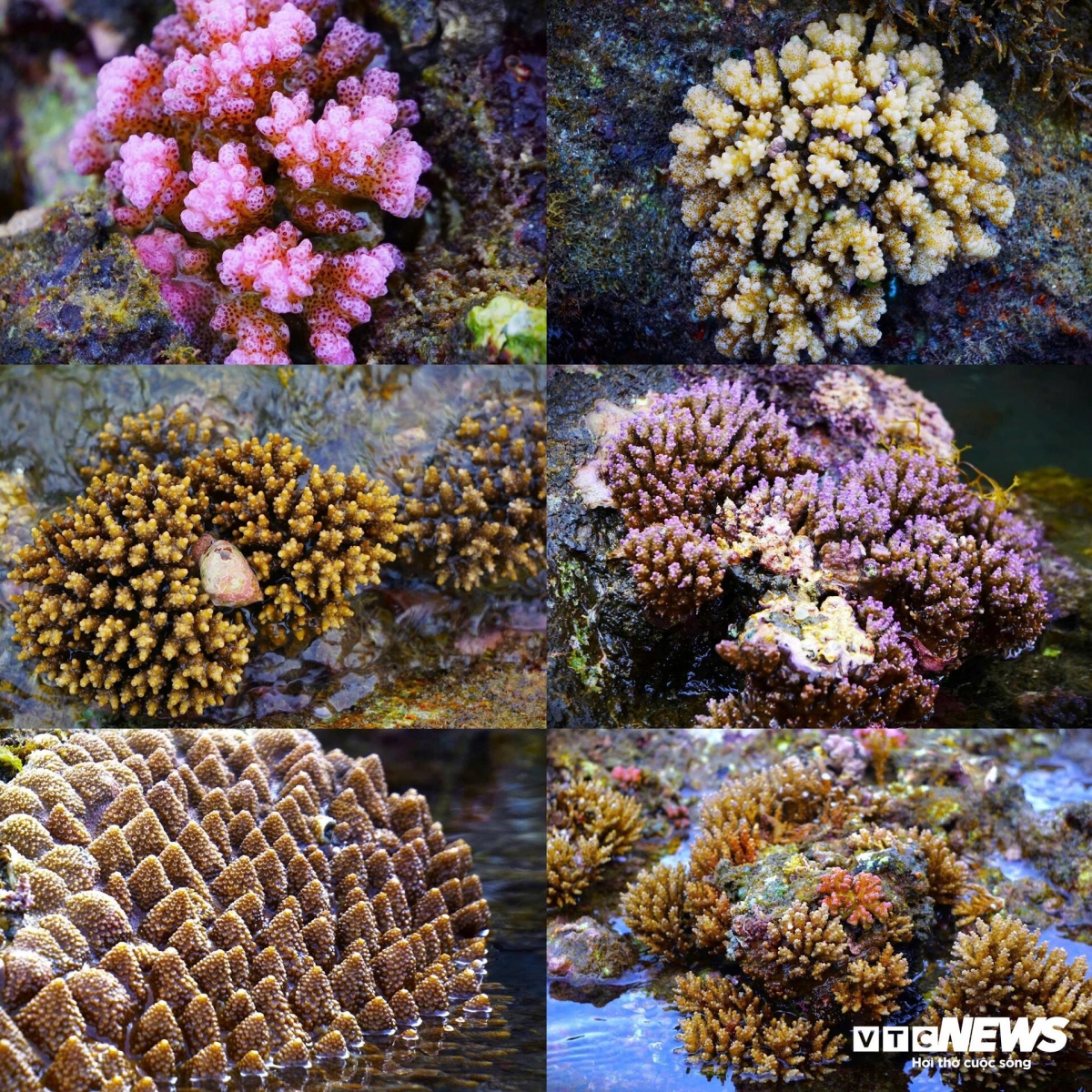 discovering coral wonders during low tides along vietnam s central coast picture 8 discovering coral wonders during low tides along vietnam s central coast picture 8