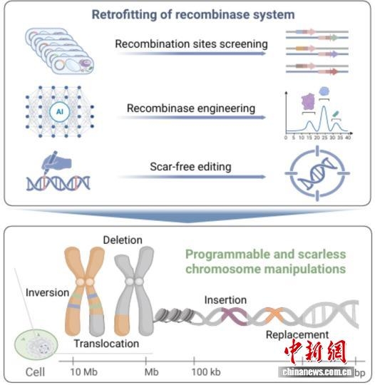 Trung Quốc phát triển công nghệ chỉnh sửa nhiễm sắc thể mới