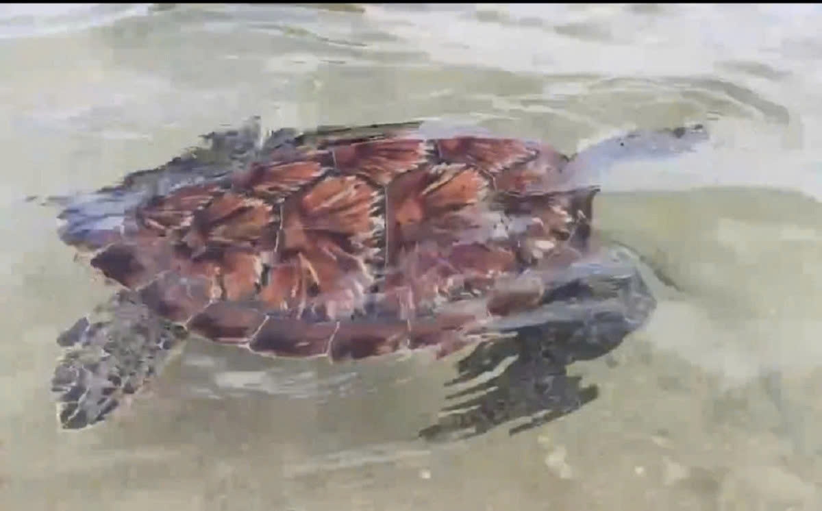 rare green turtle chelonia mydas released back to the sea picture 1 rare green turtle chelonia mydas released back to the sea picture 1