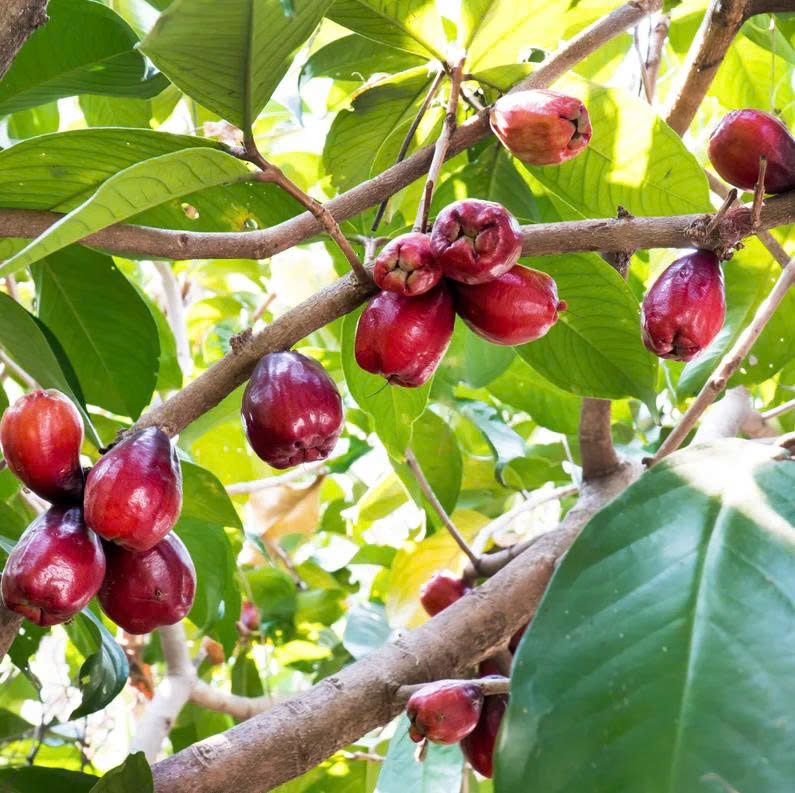 Chị em lùng mua loại quả đỏ, vỏ mịn, đặc ruột, thơm ngon