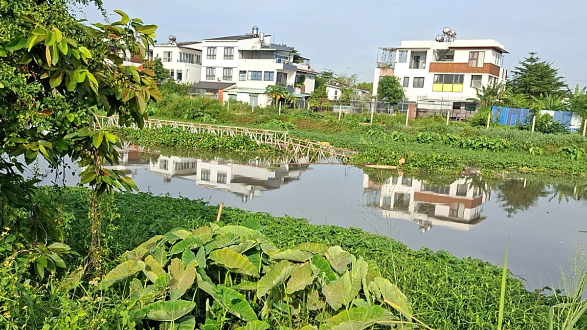lai them mot cay cau o binh duong cu bi cuon troi sau tran mua lon hinh anh 1