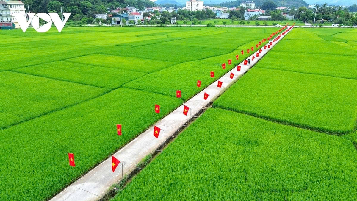 a road of flags national pride flutters across muong thanh rice field picture 1 a road of flags national pride flutters across muong thanh rice field picture 1