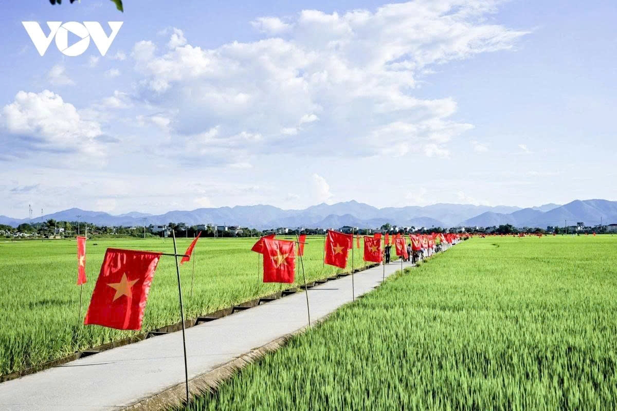 a road of flags national pride flutters across muong thanh rice field picture 3 a road of flags national pride flutters across muong thanh rice field picture 3