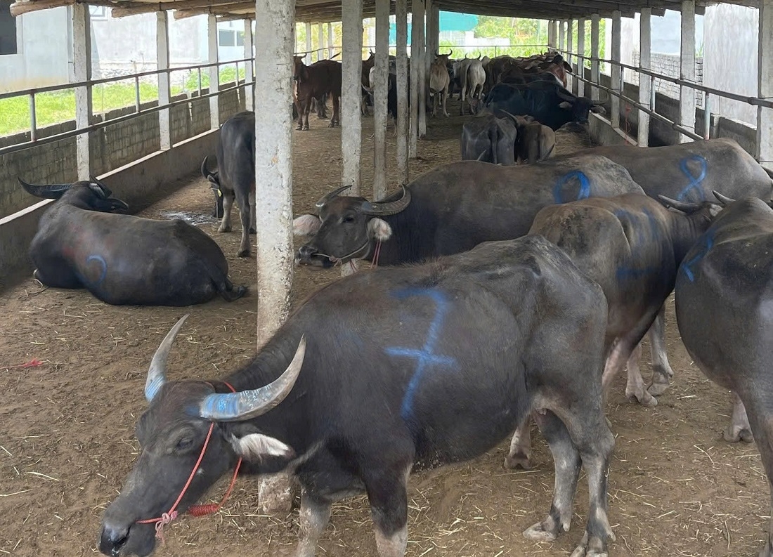 Phát hiện xe tải chở 48 con trâu, bò không rõ nguồn gốc ở Nghệ An