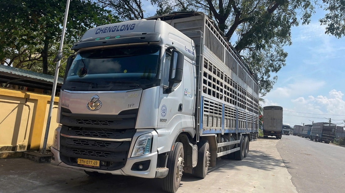 phat hien xe tai cho 48 con trau, bo khong ro nguon goc o nghe an hinh anh 1