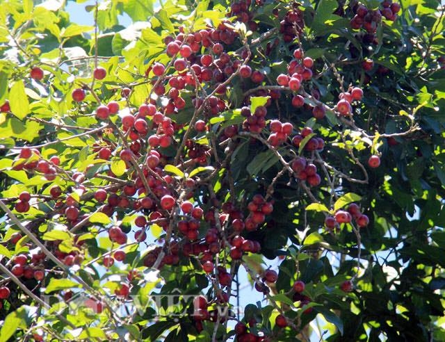 Món quà tuổi thơ vùng rừng núi được "săn lùng"