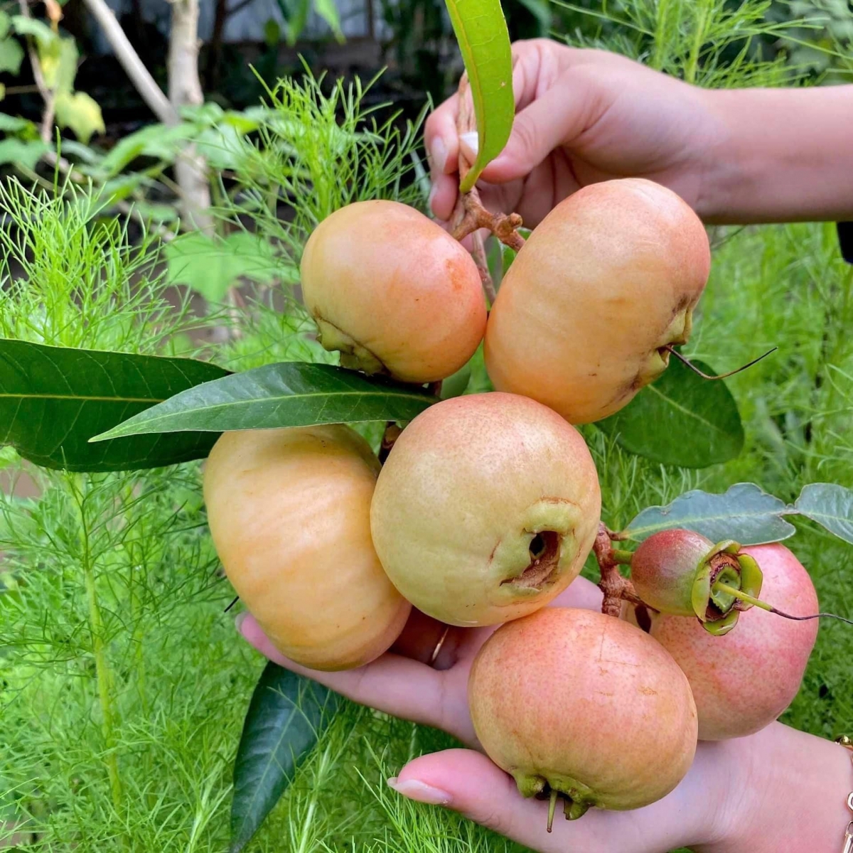 Loại quả dại thơm từ nhà ra ngõ, có tiền cũng khó mua