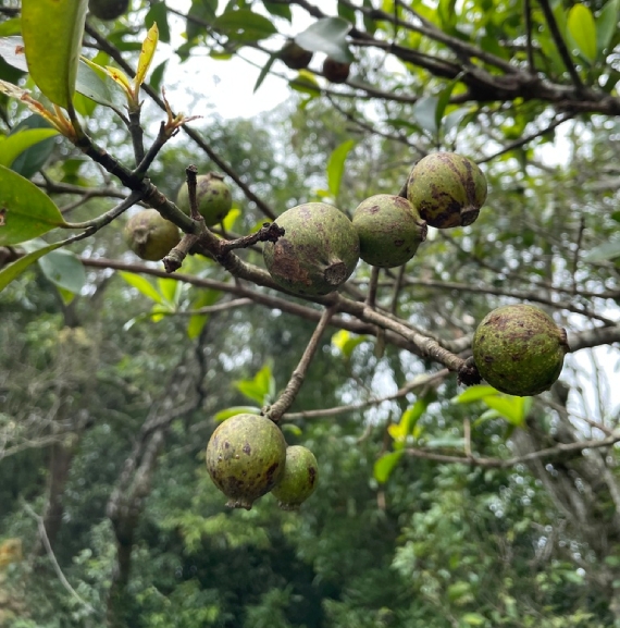 Loại quả xưa chín rụng chẳng ai thèm ăn, giờ thành đặc sản nổi tiếng