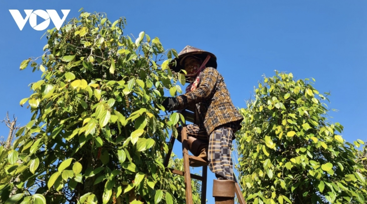 seven-month pepper exports to thailand climb over 40 picture 1 seven-month pepper exports to thailand climb over 40 picture 1