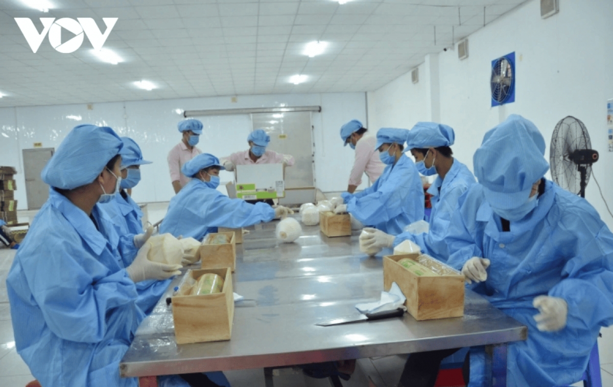 vietnam ranks among world s top five coconut exporters picture 1 vietnam ranks among world s top five coconut exporters picture 1
