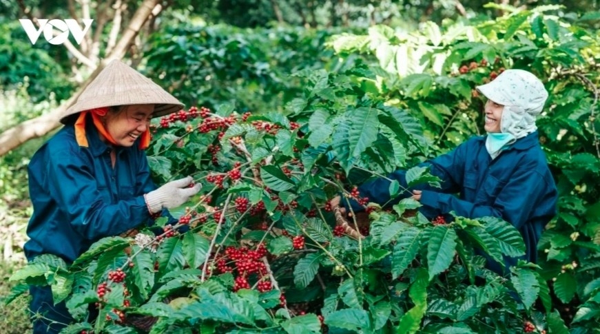 eight-month coffee exports reach record high in volume and value picture 1