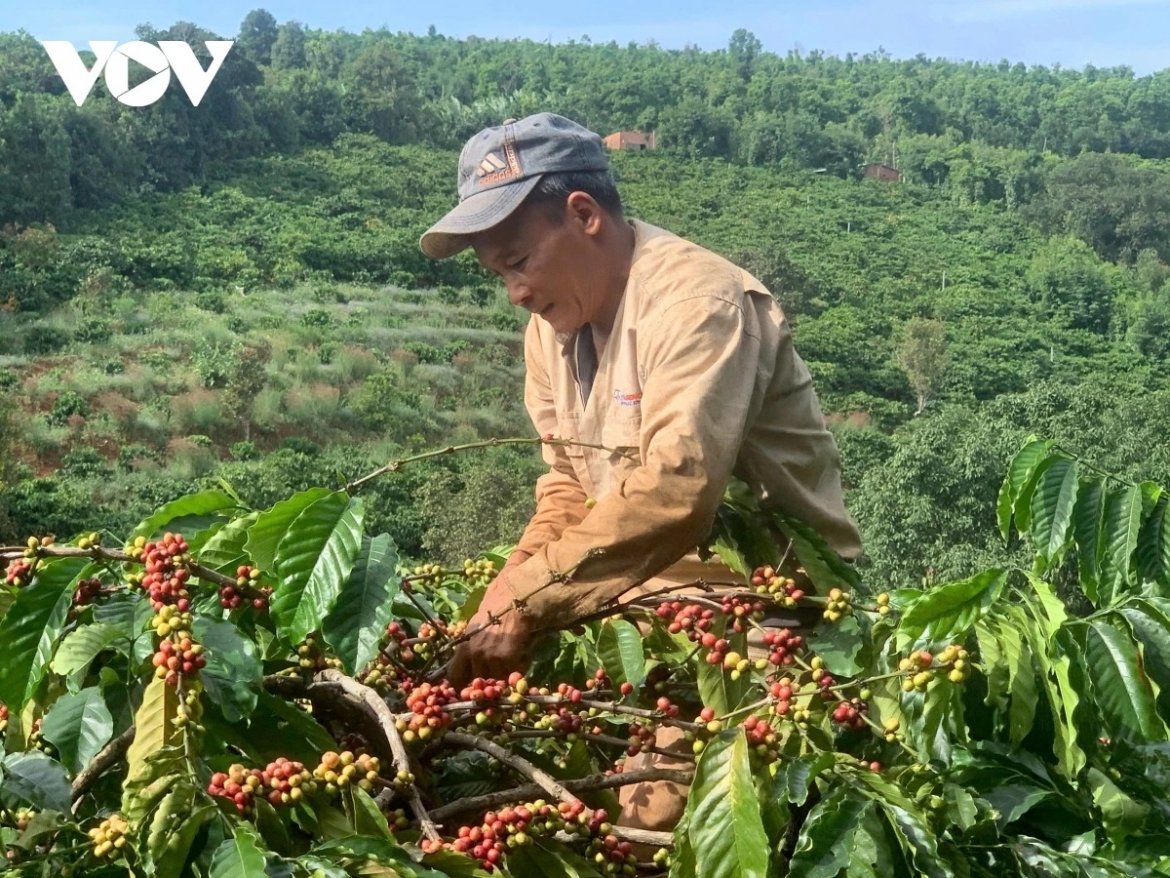 Giá cà phê hôm nay 15/7: Giá cà phê Robusta tăng, cà phê Arabica giảm