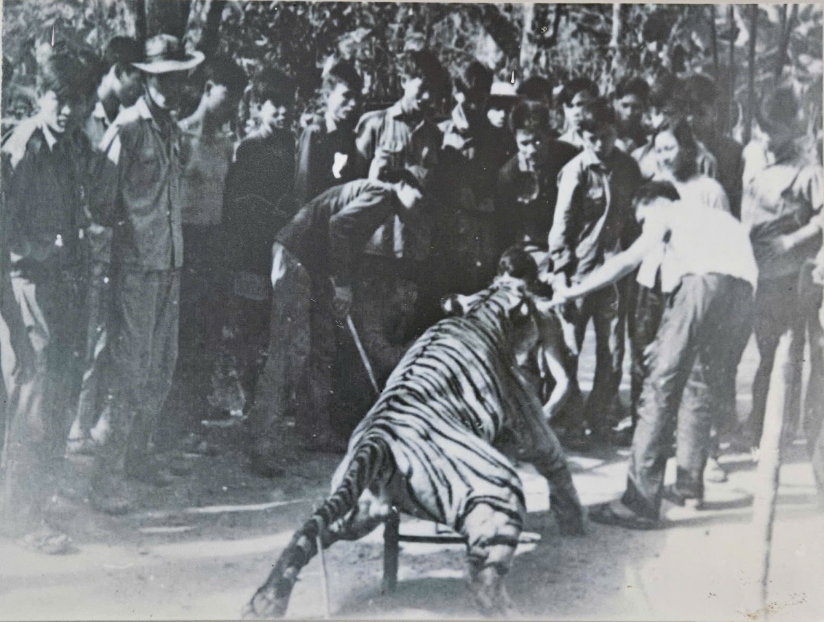 Về chiến khu Đ nghe chuyện giết cọp ba móng giữa đại ngàn