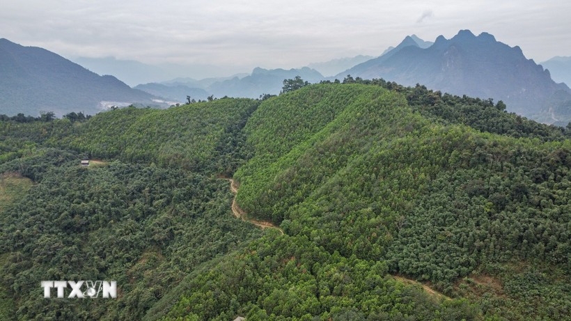 vietnam to receive additional us 5 million from carbon credit transfer picture 1