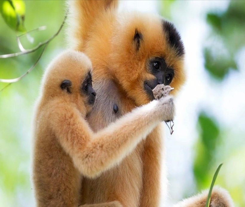 dak lak rare yellow-cheeked gibbon handed over to authorities picture 1