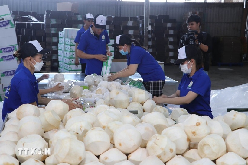 Vietnam’s coconut industry targets US$1.15 billion in export value