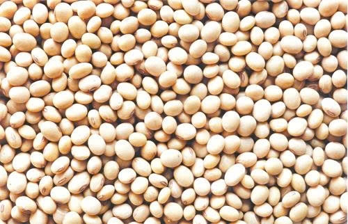 Lợi ích bất ngờ từ hạt đậu tương