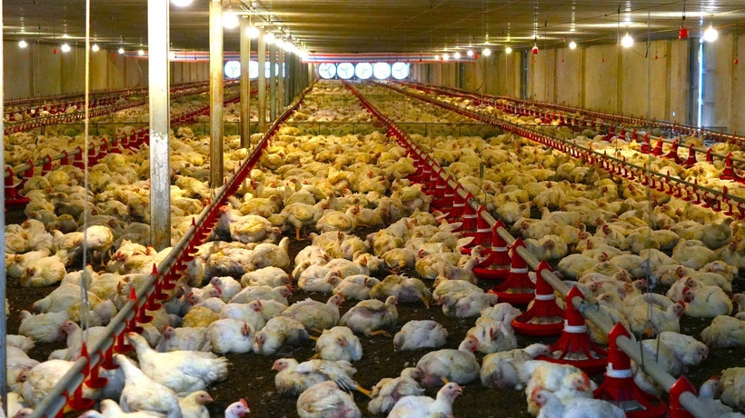 tay ninh, mekong delta emerging as vietnam s strategic halal hub picture 1