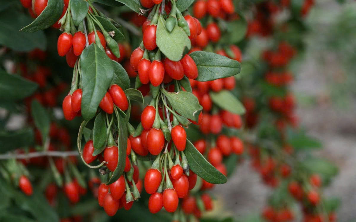 Dùng cây thuốc chữa vô sinh hiếm muộn: Thực hư hiệu quả đến đâu?