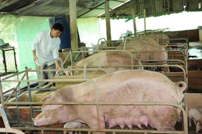 vietnam s livestock exports reach us 410.7 million in eight months picture 1