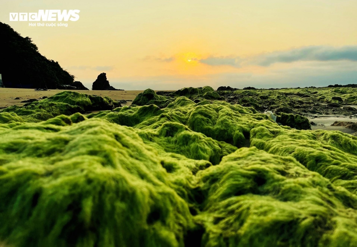 lo dieu fishing village - where nets bloom like flowers on the sea picture 11
