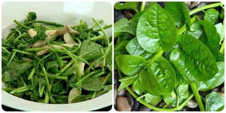 Rau mồng tơi và bài thuốc dân gian chữa táo bón cho trẻ