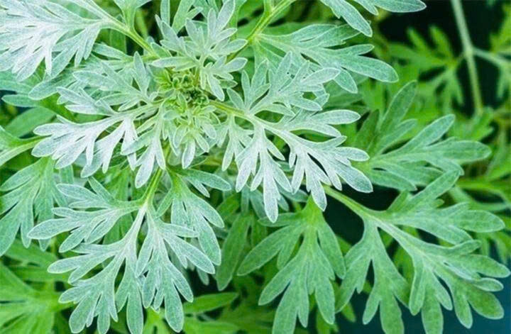 Ngải cứu - từ món ăn dân dã đến bài thuốc chữa bệnh