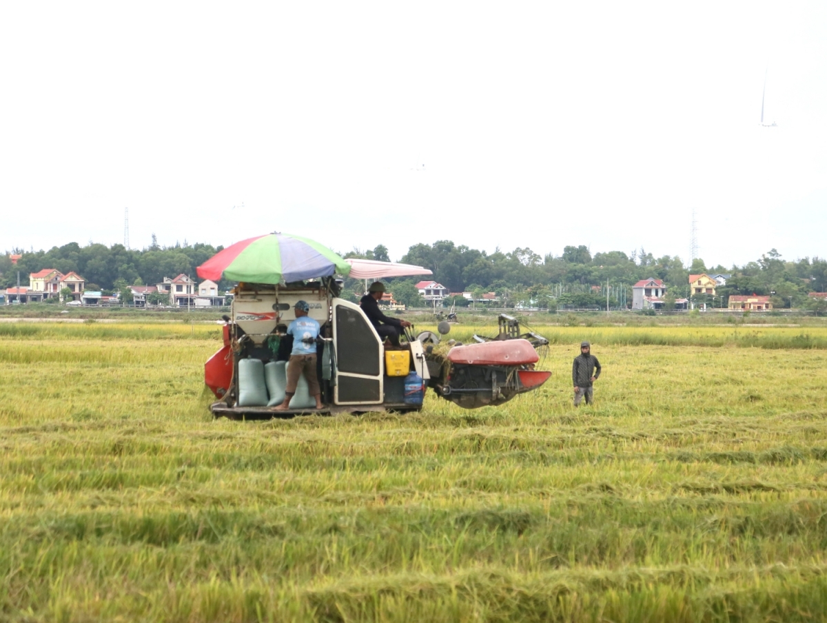 Quảng Trị hoàn tất việc thu hoạch vụ Hè Thu trước khi bão số 10 đổ bộ