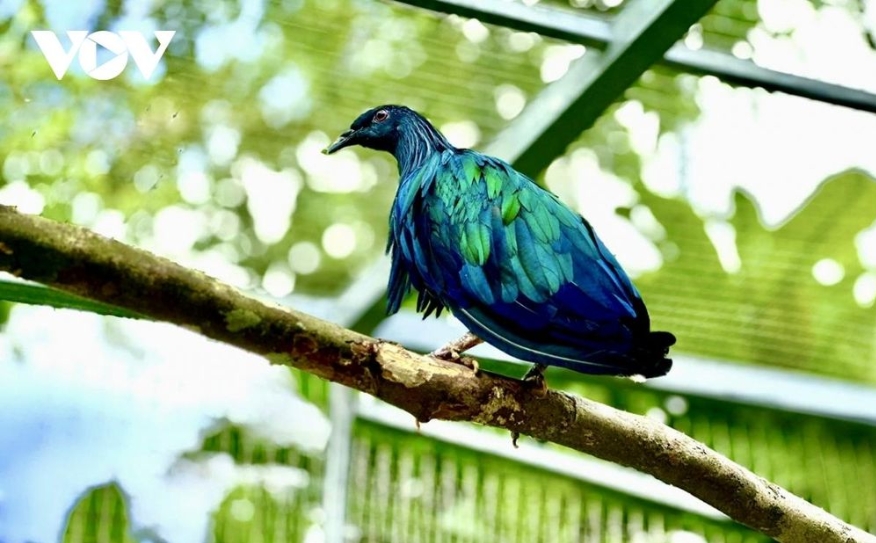 con dao national park receives five rare nicobar pigeons picture 1 con dao national park receives five rare nicobar pigeons picture 1