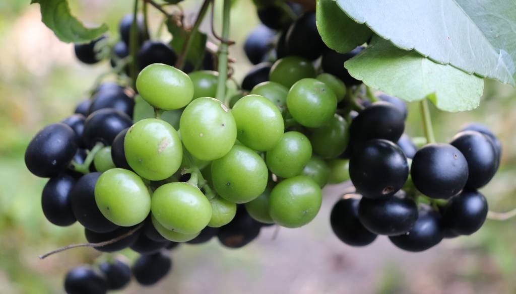 Quả dại miền Tây hóa “mỏ vàng”