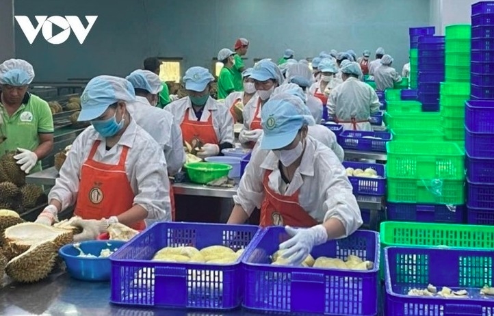 durian drives export recovery as prices climb picture 1 durian drives export recovery as prices climb picture 1