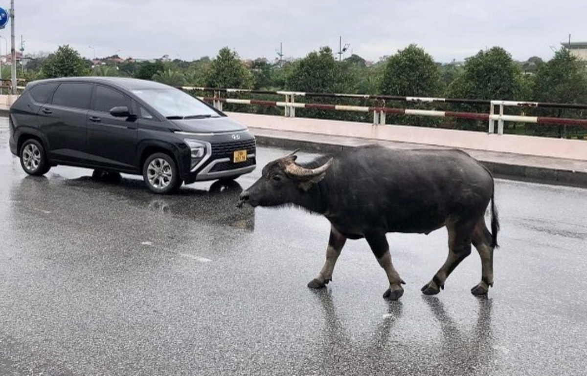 Tìm chủ sở hữu con trâu liên quan vụ tai nạn giao thông chết người