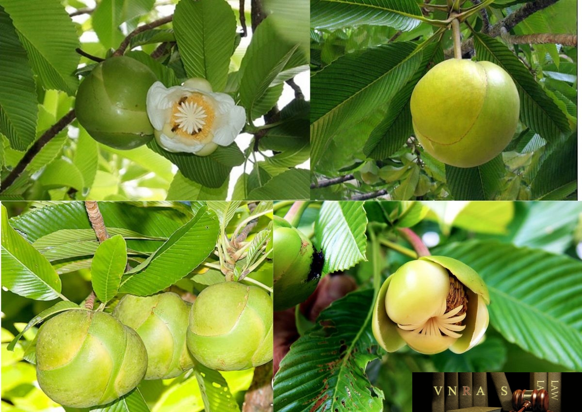 Loại quả rừng rụng đầy gốc, người dân chỉ việc nhặt đem bán kiếm tiền