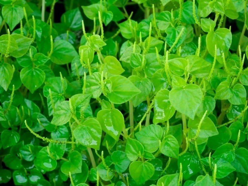 Precious medicinal plants grow in gardens without being planted and are beneficial to health in many ways. Image 1 Medicinal plants that grow well in gardens have many health benefits. Image 1