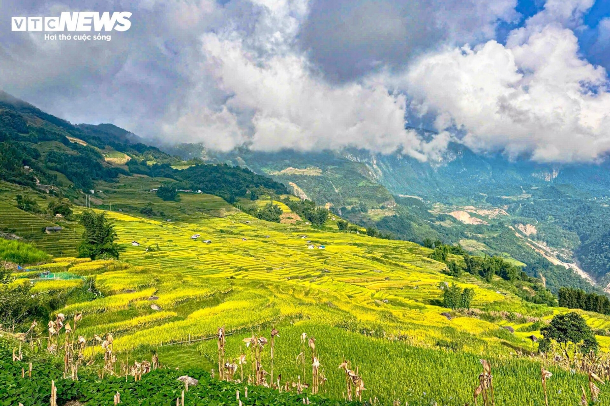 golden terraced fields at 2,000m draw crowds of tourists picture 1