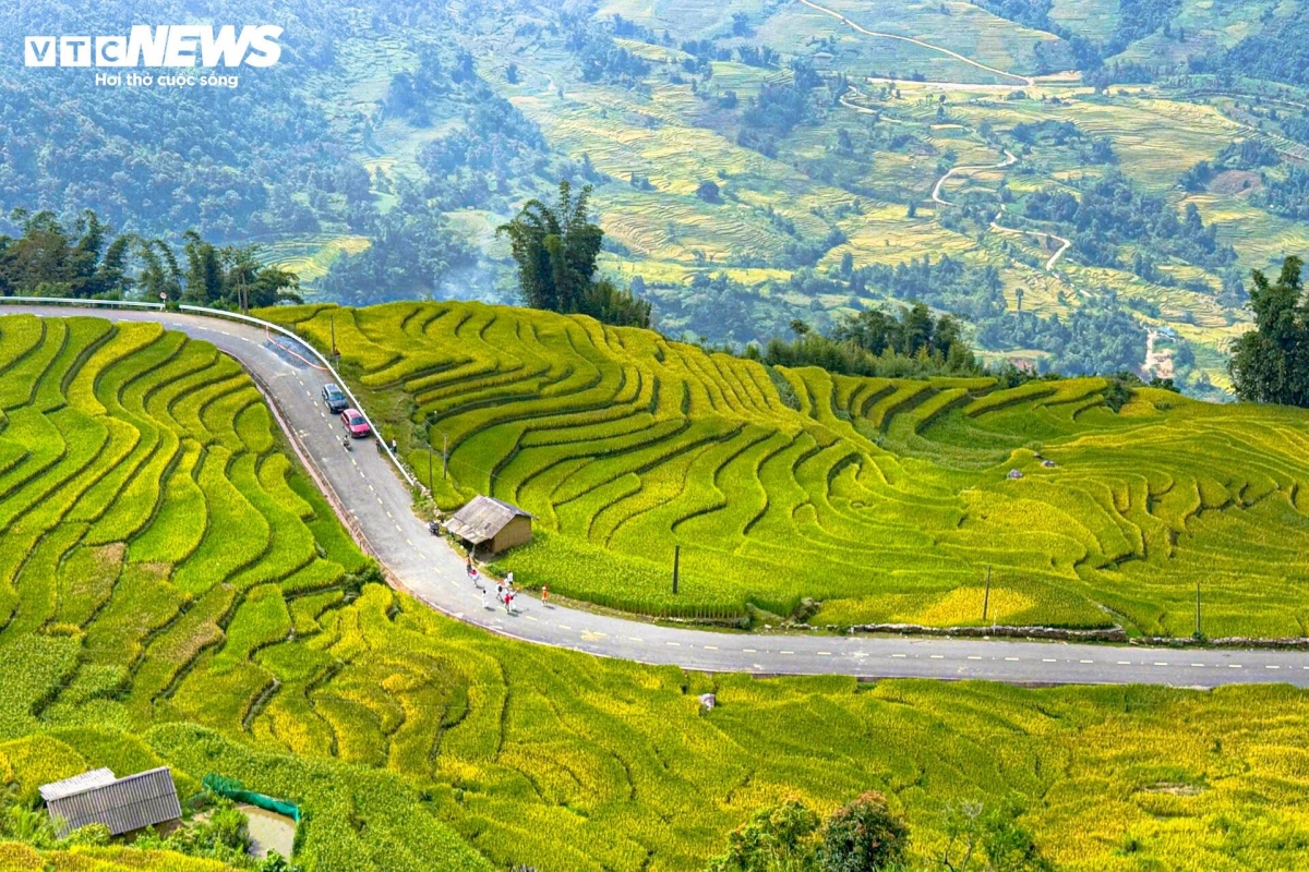golden terraced fields at 2,000m draw crowds of tourists picture 2