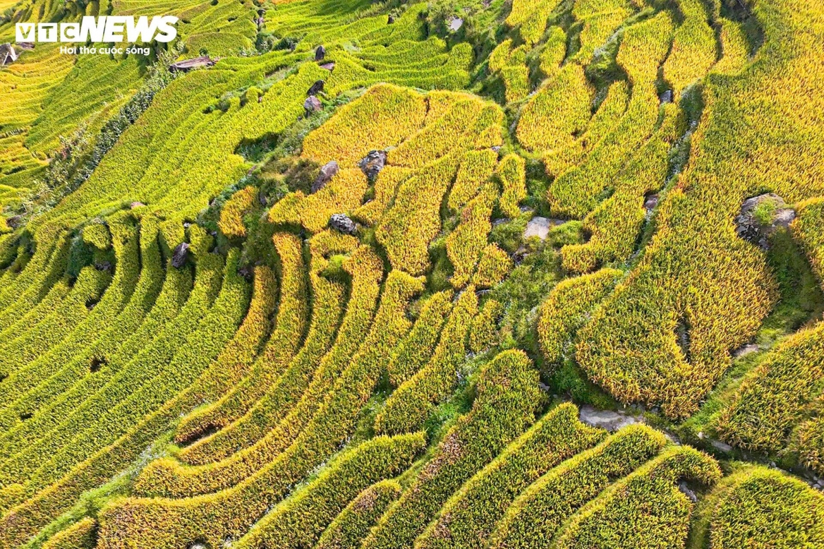 golden terraced fields at 2,000m draw crowds of tourists picture 3