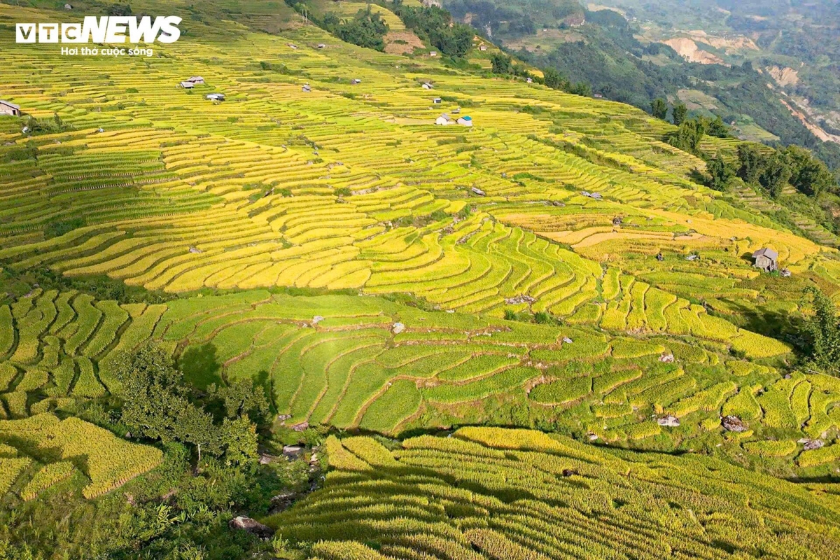 golden terraced fields at 2,000m draw crowds of tourists picture 4