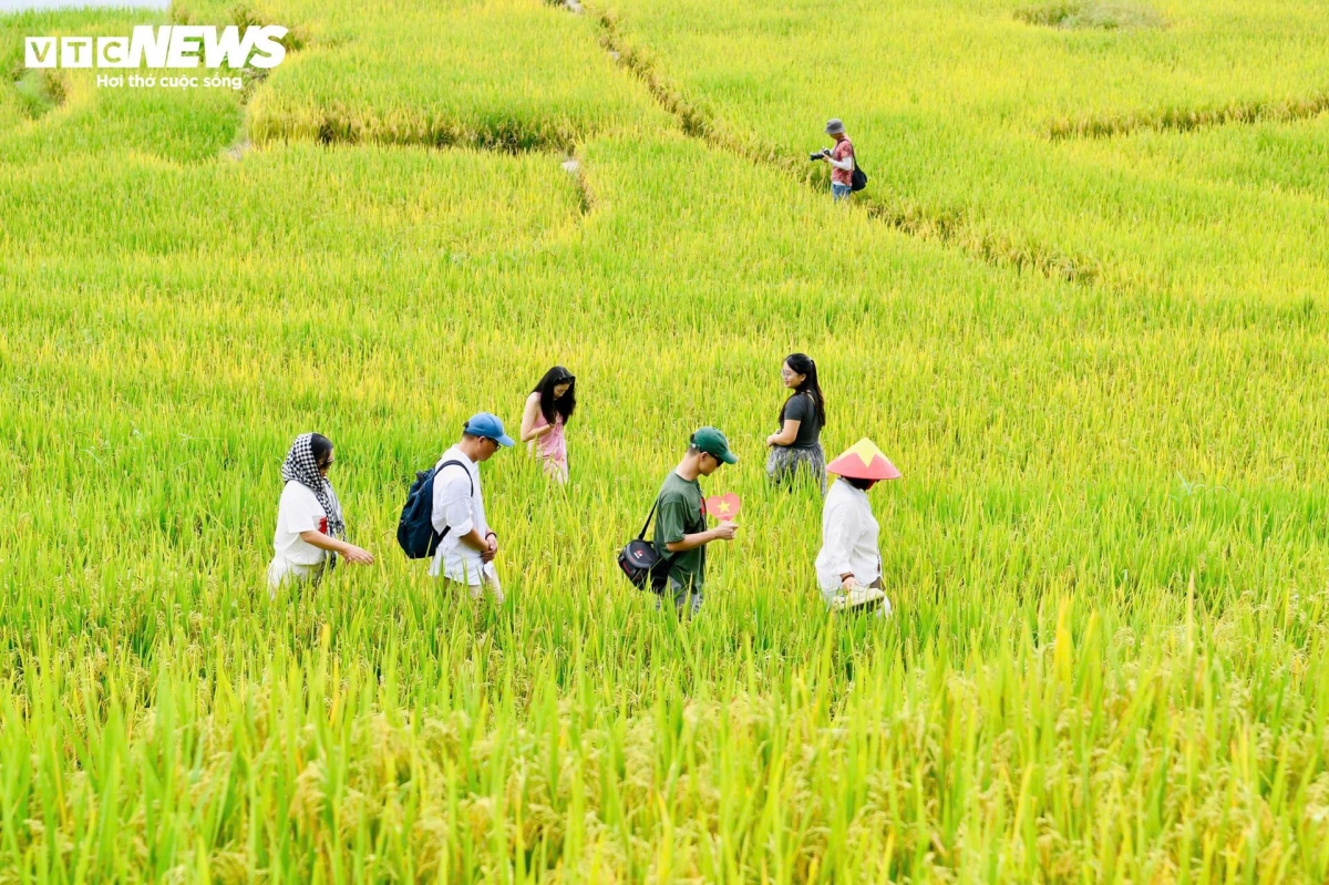 golden terraced fields at 2,000m draw crowds of tourists picture 6