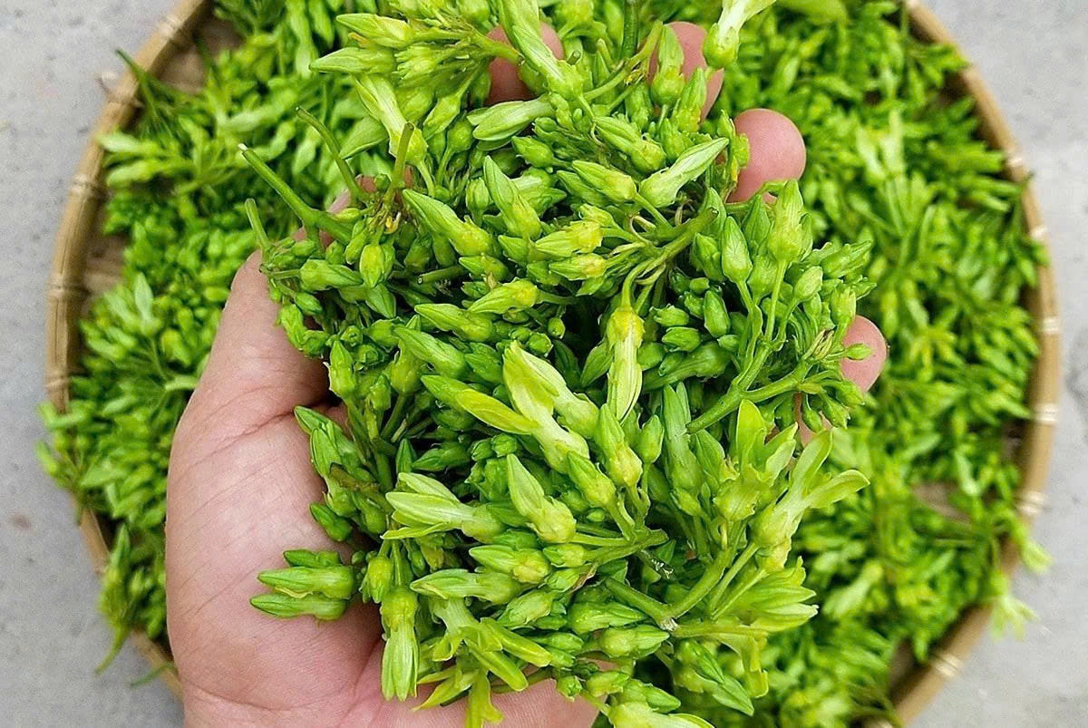 Khám phá công dụng sức khỏe từ hoa thiên lý