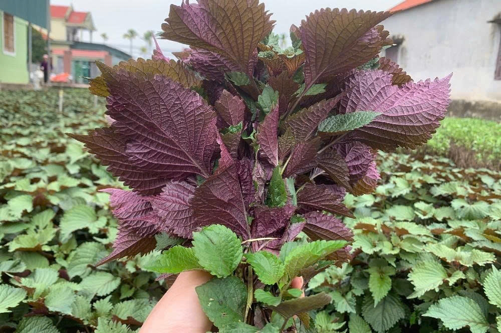 Lá tía tô và công dụng giảm cảm trong dân gian