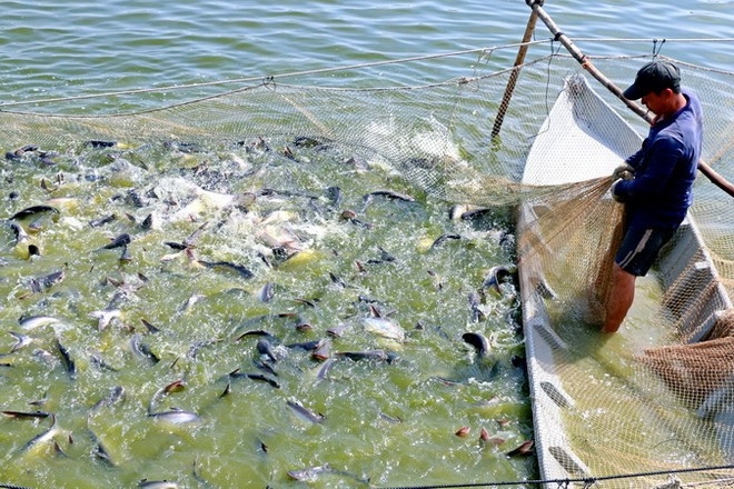 vietnamese tra fish producers advised to adapt to new version of asc standards picture 1