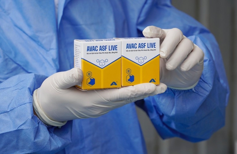 vietnam exports additional 340,000 doses of asf vaccine to philippines picture 1 vietnam exports additional 340,000 doses of asf vaccine to philippines picture 1