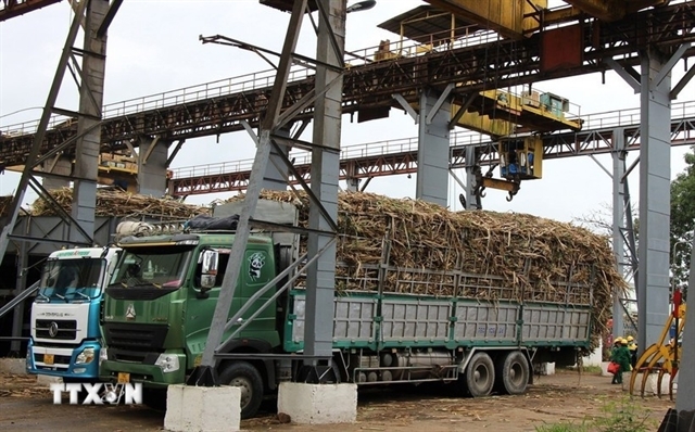 vietnam s sugar productivity maintains top regional spot picture 1